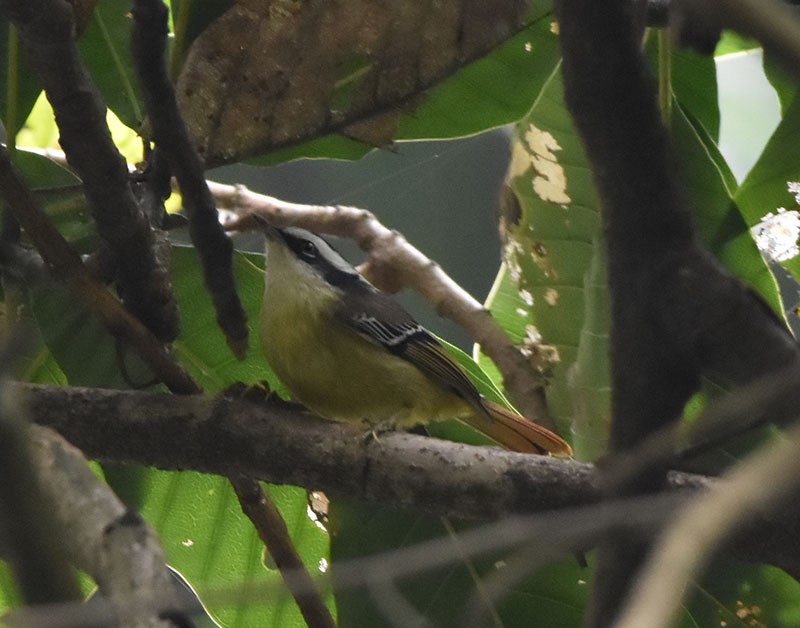 Al Kuyruklu Minla - ML644691619