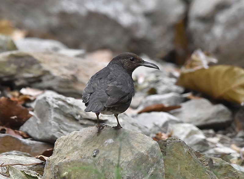 Uzun Gagalı Ardıç - ML644691624