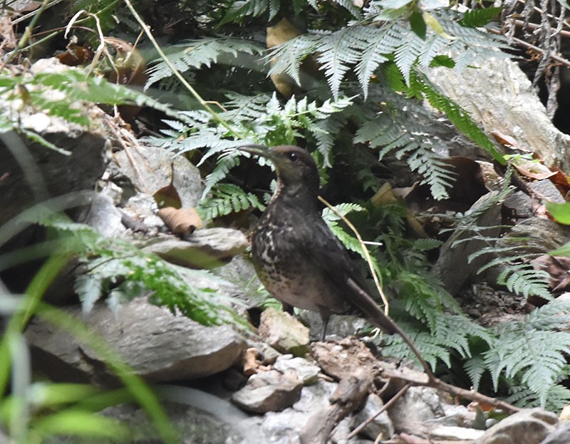 Uzun Gagalı Ardıç - ML644691625