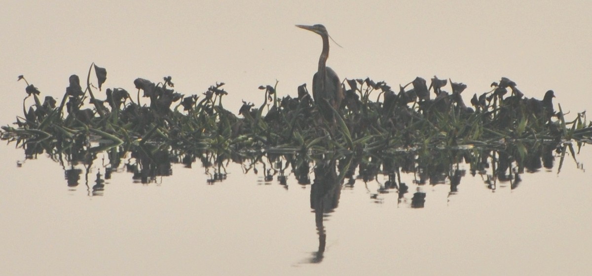 purpurhegre - ML644691627