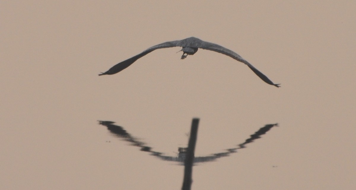 gråhegre - ML644691628