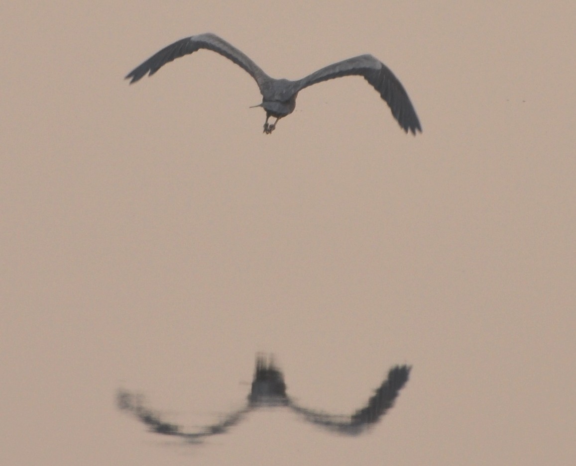 gråhegre - ML644691629