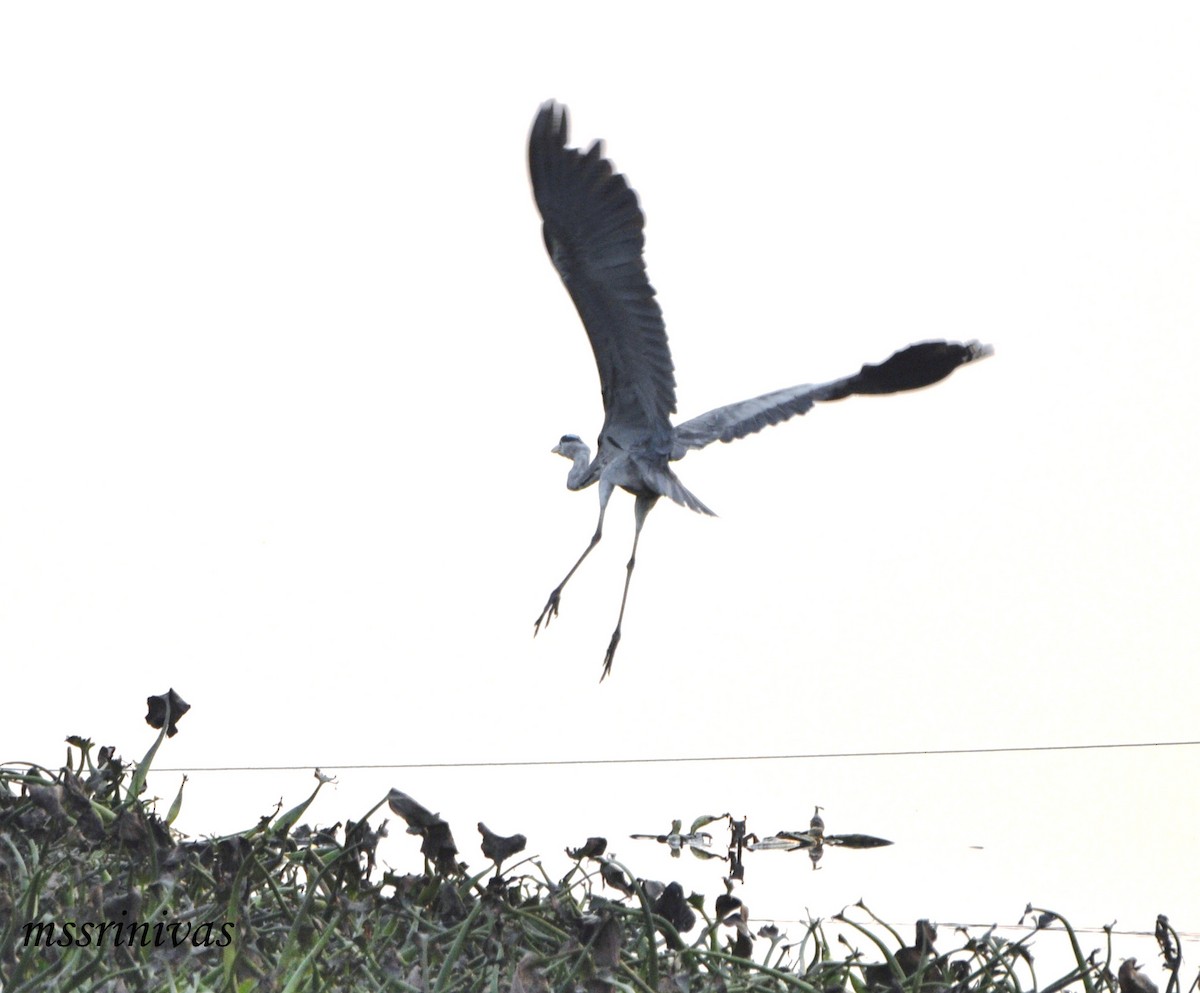 gråhegre - ML644691630