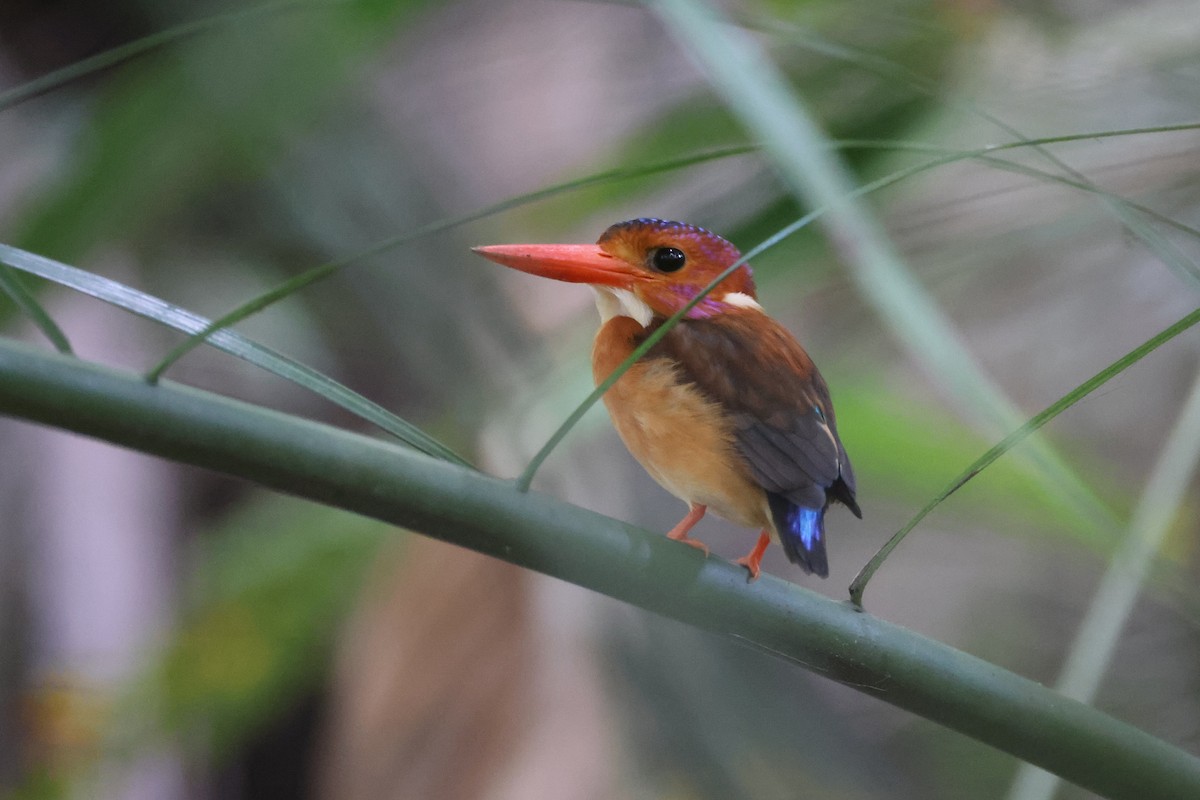 Sulawesi Dwarf-Kingfisher - ML644691634