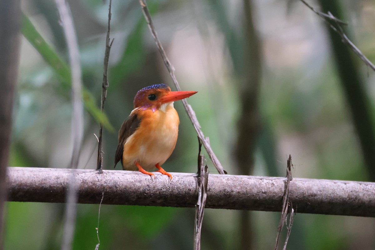 Sulawesi Dwarf-Kingfisher - ML644691635