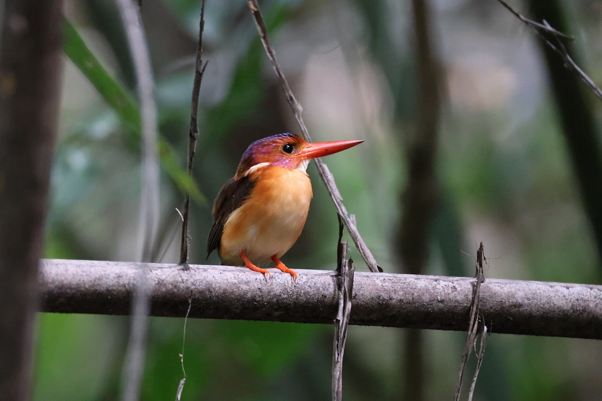 Sulawesi Dwarf-Kingfisher - ML644691636