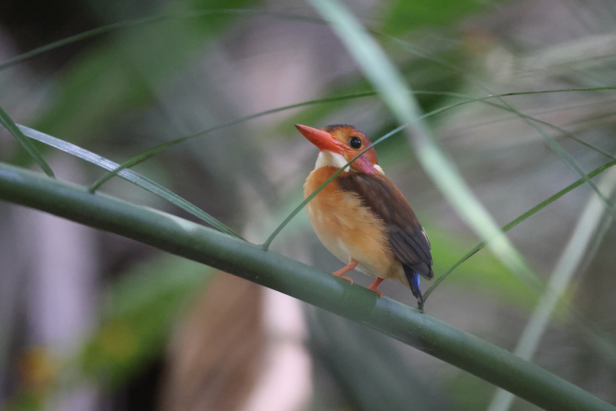 Sulawesi Dwarf-Kingfisher - ML644691637