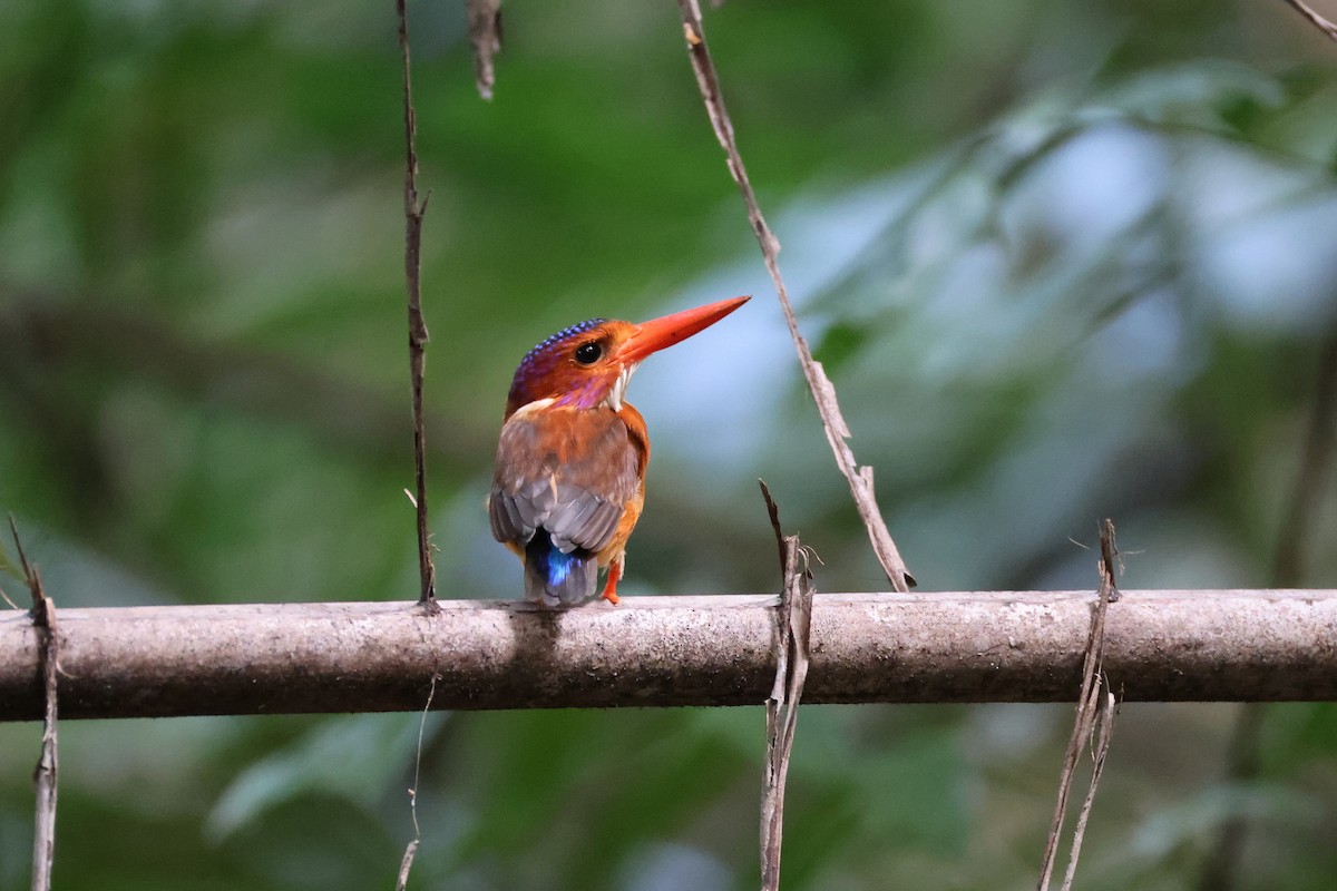 Sulawesi Dwarf-Kingfisher - ML644691638