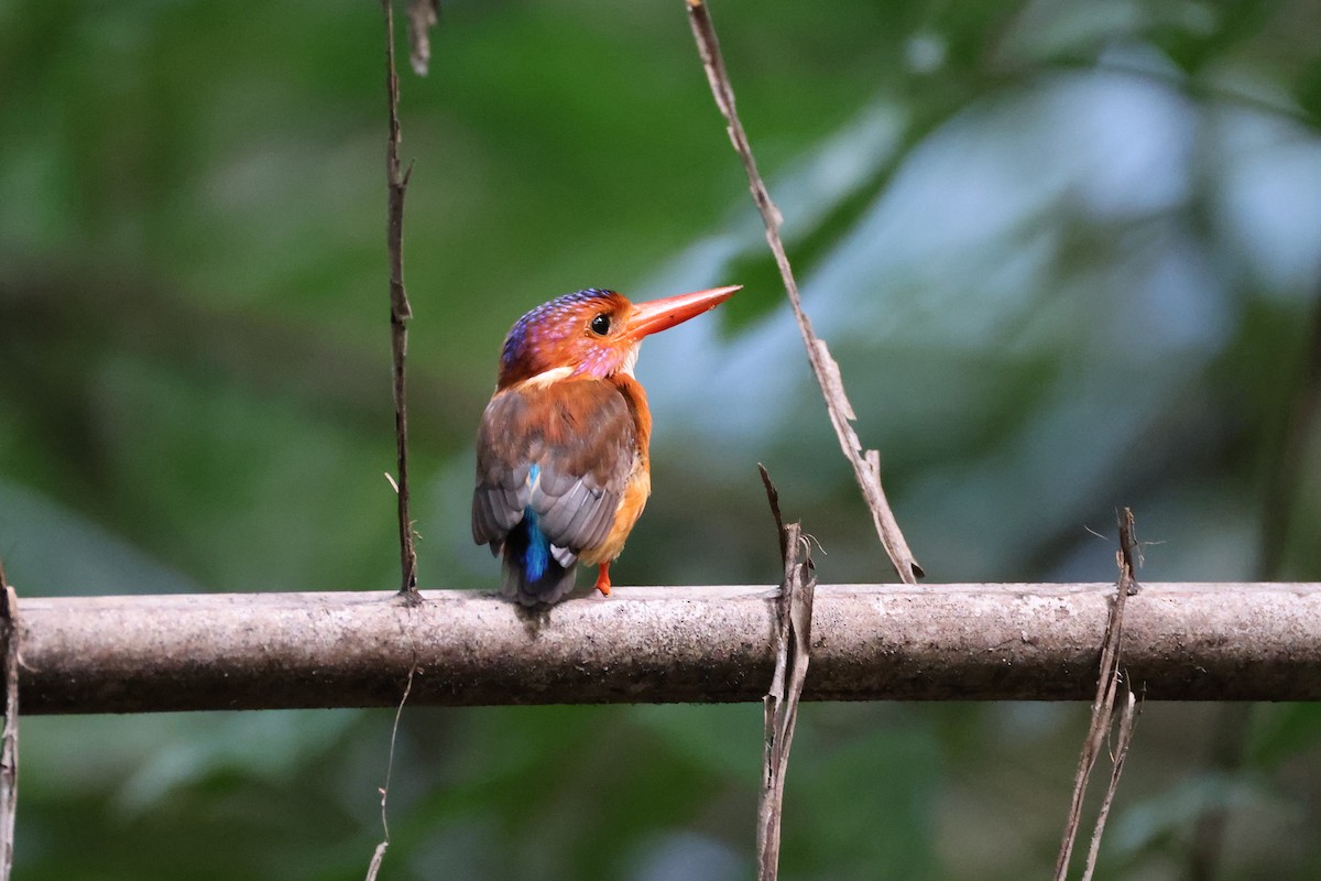 Sulawesi Dwarf-Kingfisher - ML644691639