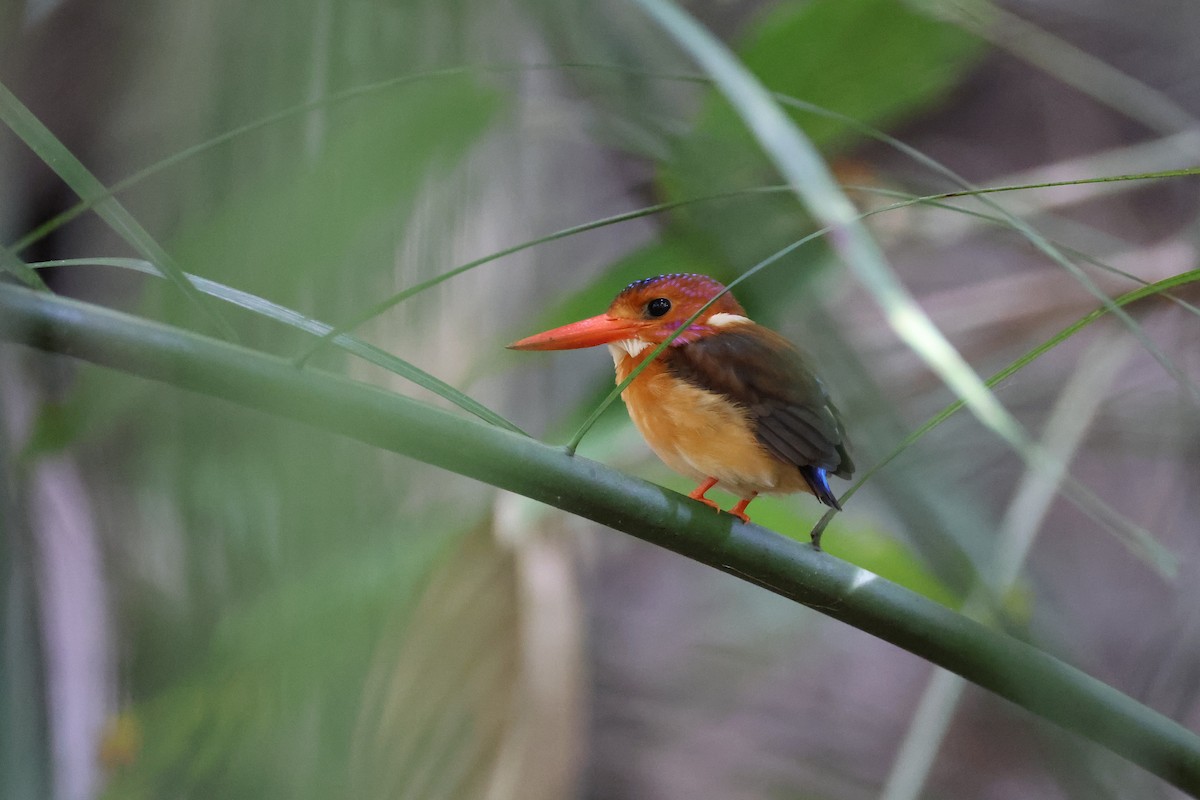 Sulawesi Dwarf-Kingfisher - ML644691640