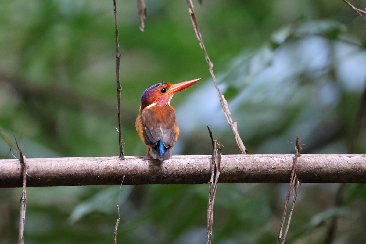 Sulawesi Dwarf-Kingfisher - ML644691641
