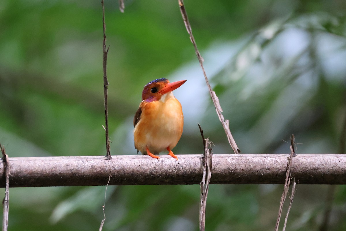 Sulawesi Dwarf-Kingfisher - ML644691642