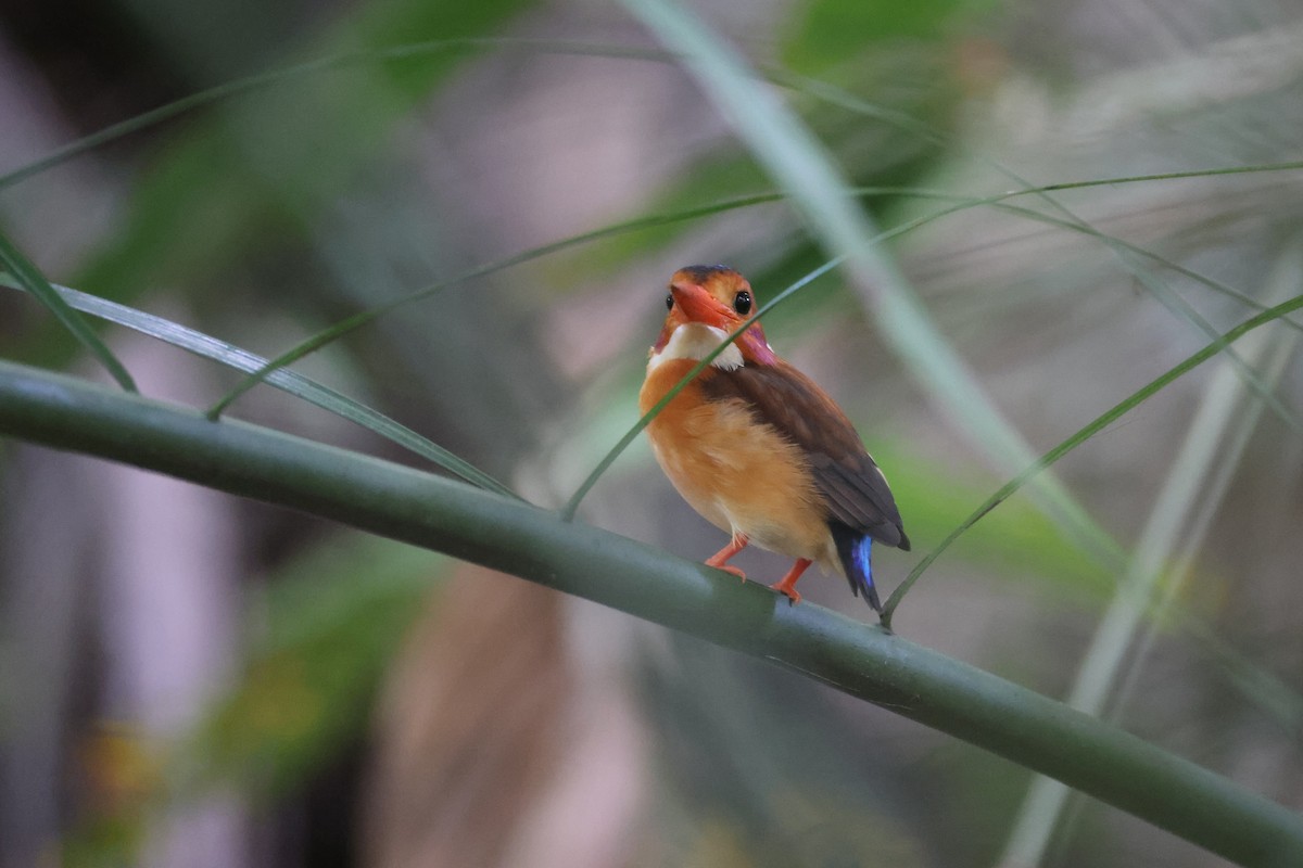 Sulawesi Dwarf-Kingfisher - ML644691643