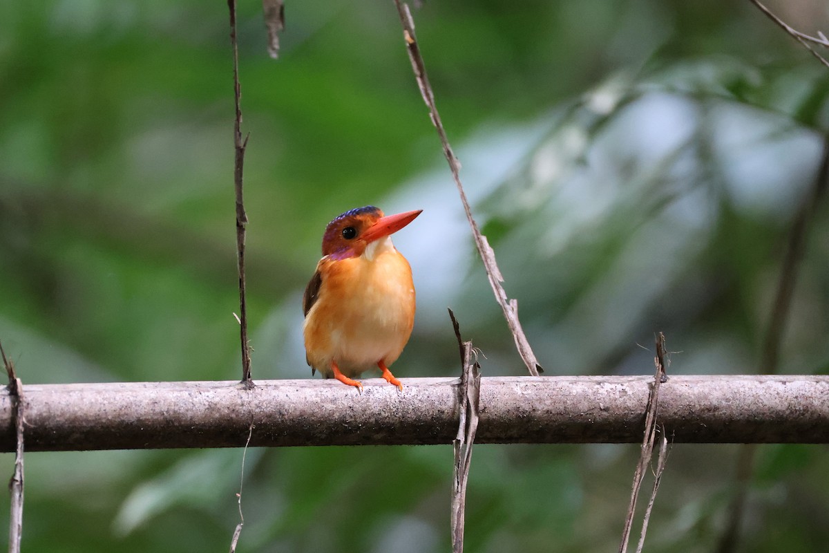 Sulawesi Dwarf-Kingfisher - ML644691644