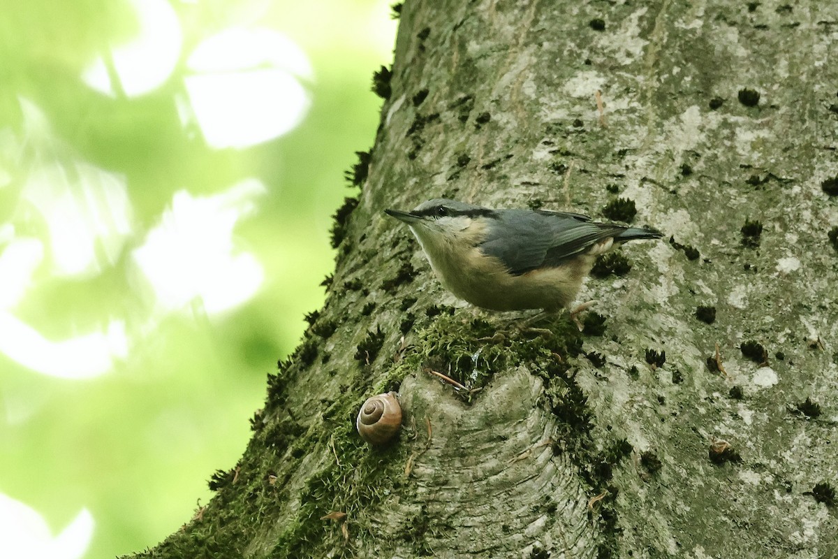 Sittelle torchepot - ML644691652