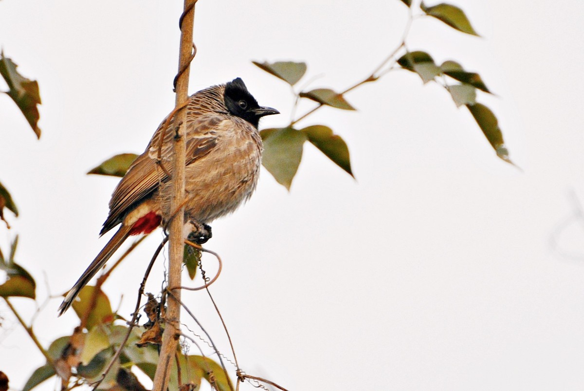 rødgumpbylbyl - ML644691653