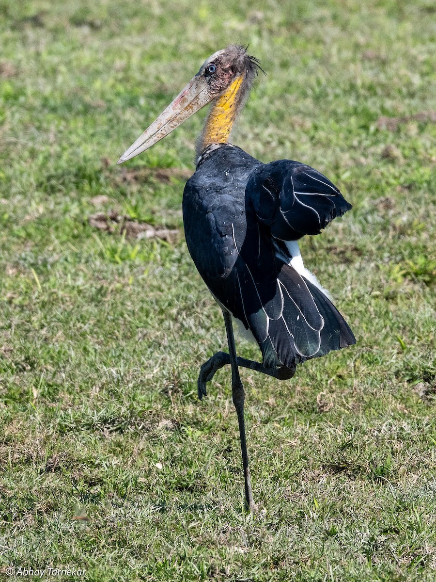 Küçük Marabu - ML644691654