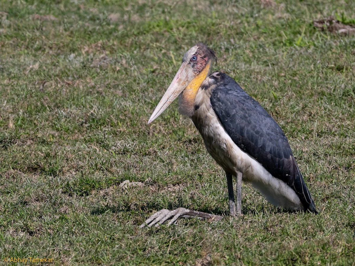 Küçük Marabu - ML644691656