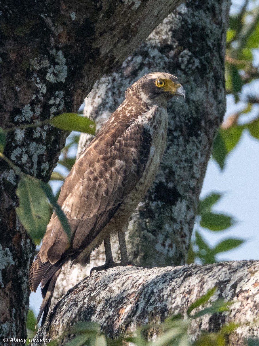 Tepeli Yılan Kartalı - ML644691659