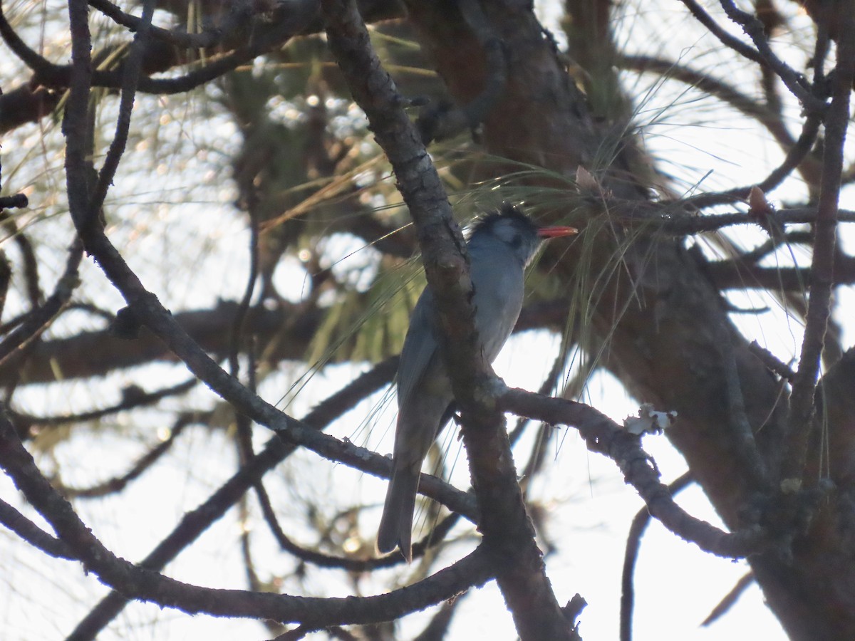 Black Bulbul - ML644691660