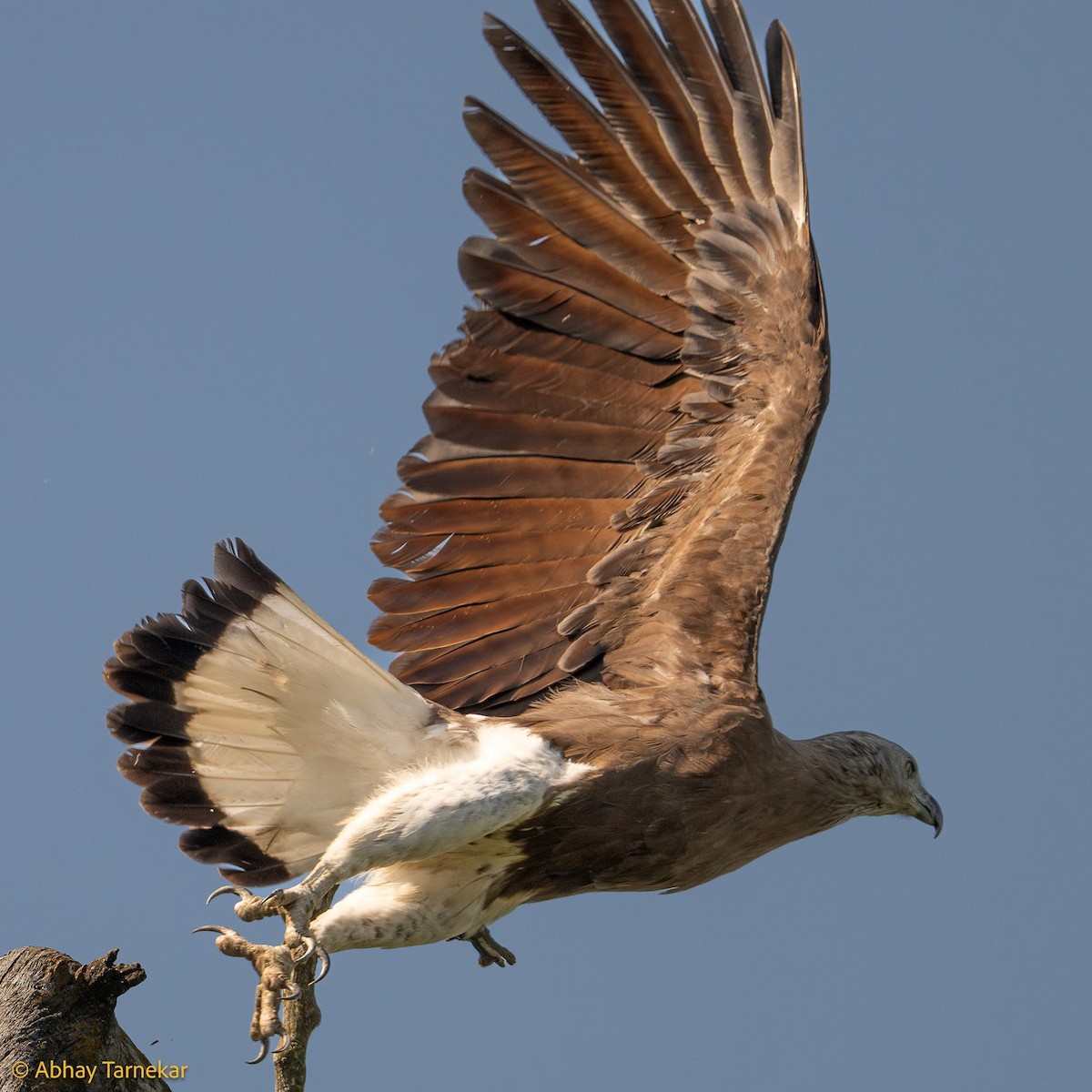 Balıkçı Kartal - ML644691662