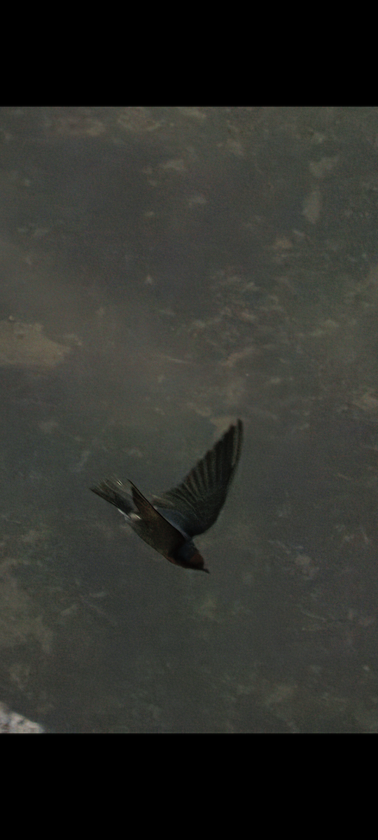 House Swift - ML644691663