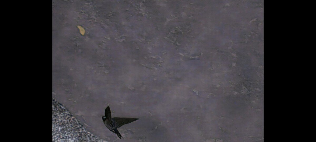 House Swift - ML644691664