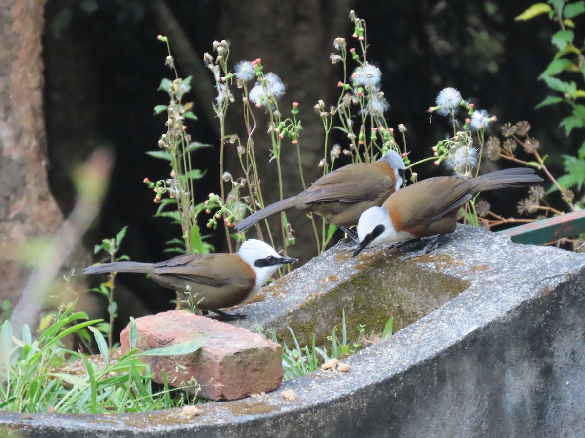 White-crested Laughingthrush - ML644691665