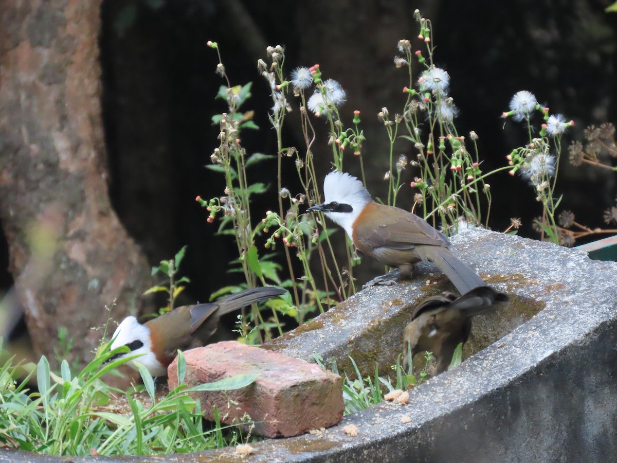 White-crested Laughingthrush - ML644691666
