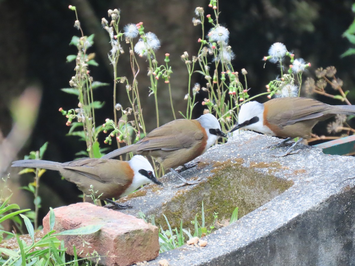 White-crested Laughingthrush - ML644691667