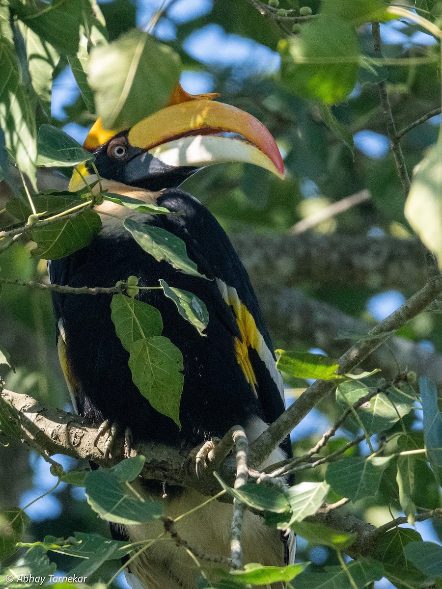 Büyük Boynuzgaga - ML644691669