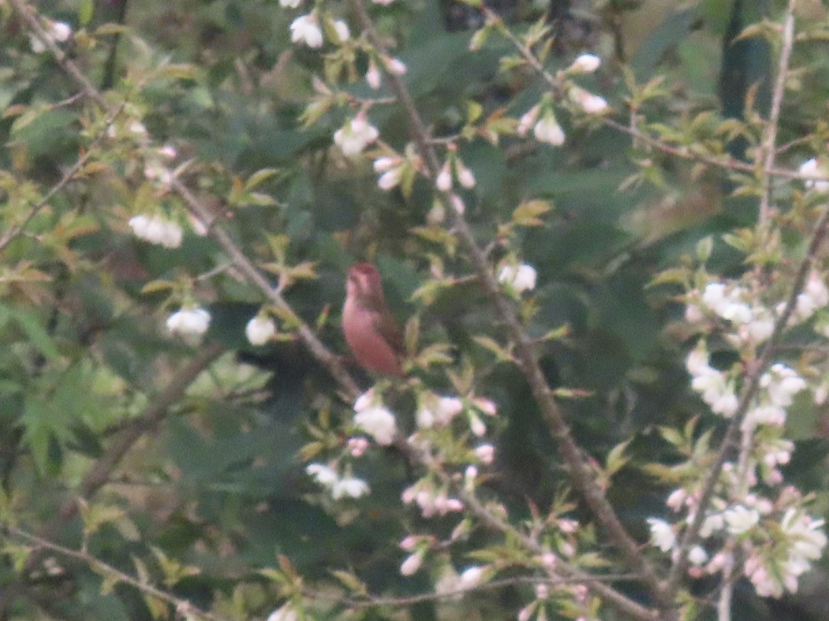 Pink-browed Rosefinch - ML644691670