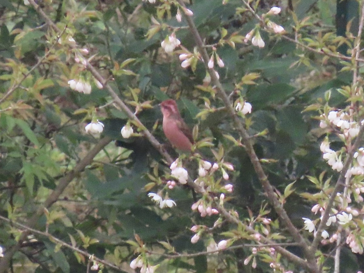 Pink-browed Rosefinch - ML644691671