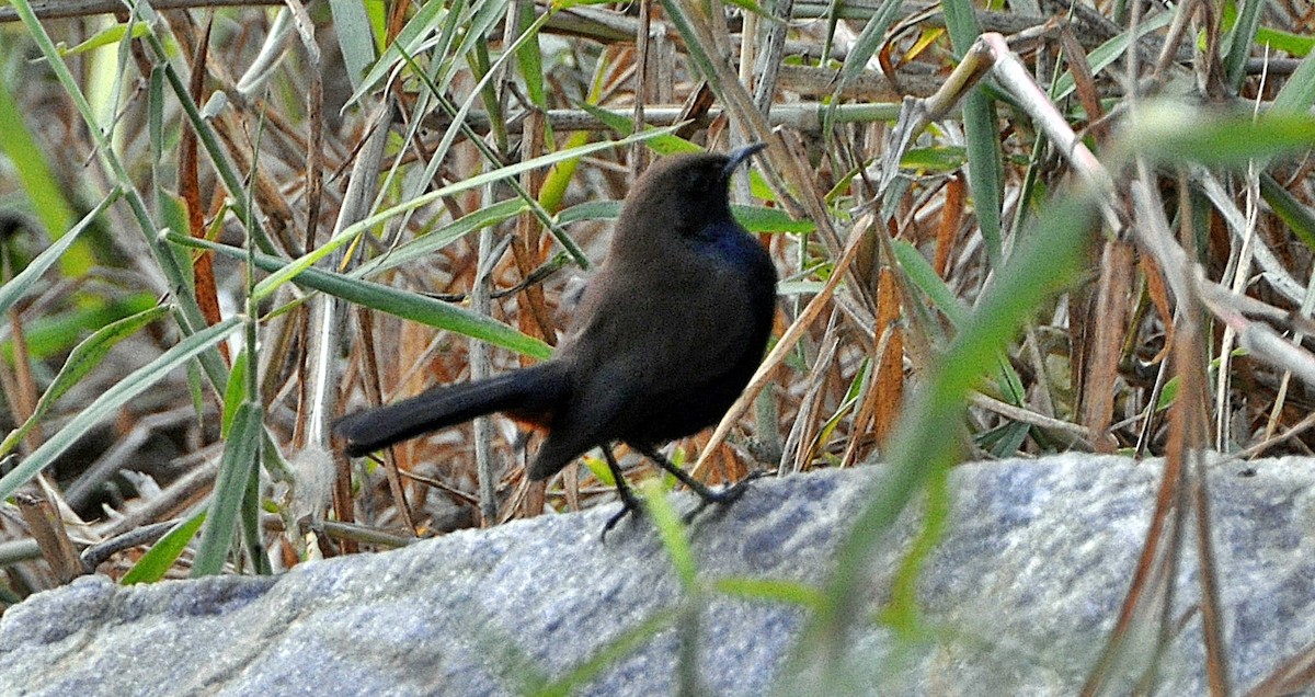 hinduskvett - ML644691672