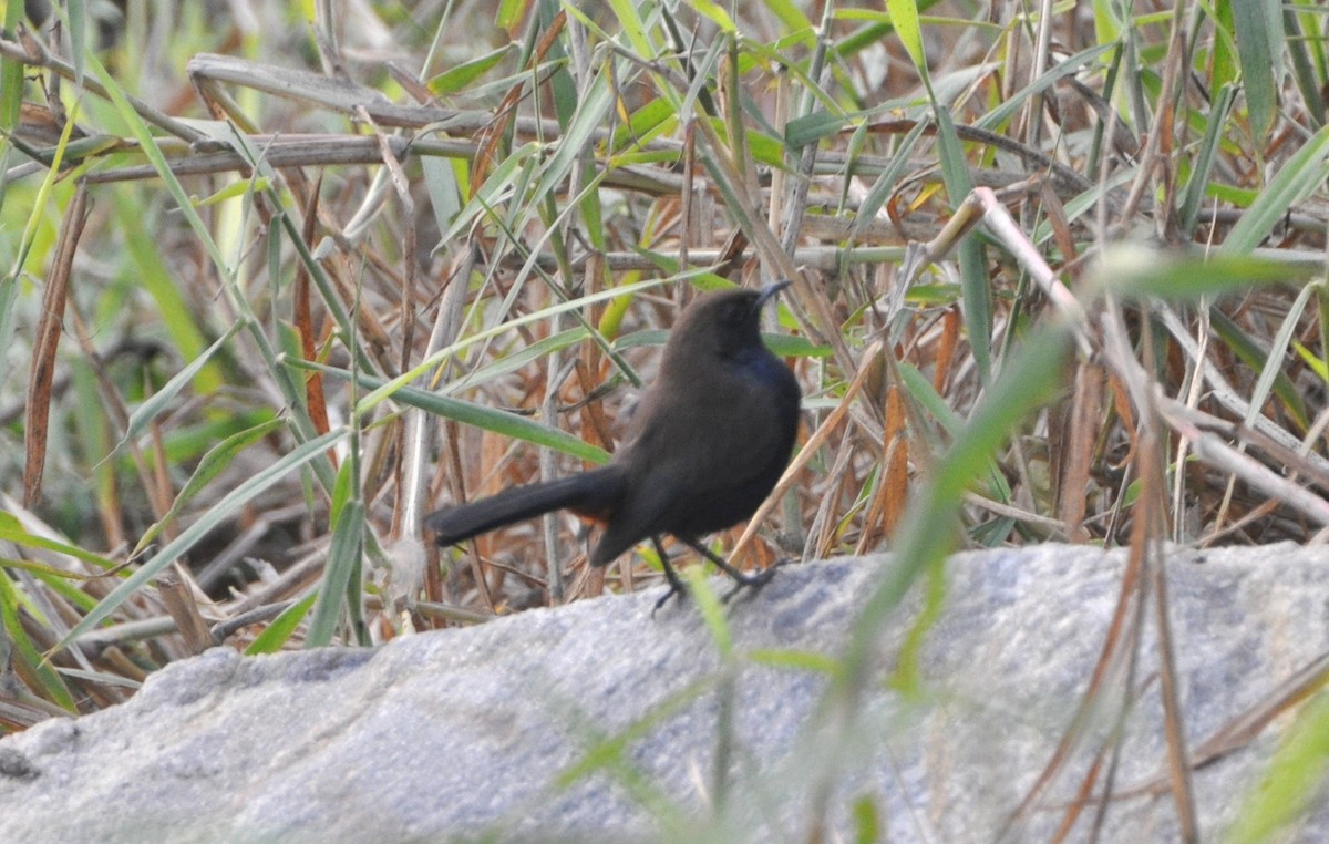 hinduskvett - ML644691673