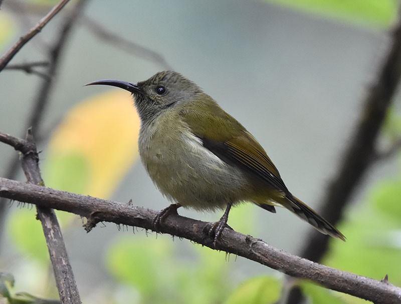 Kara Gerdanlı Nektarkuşu - ML644691680