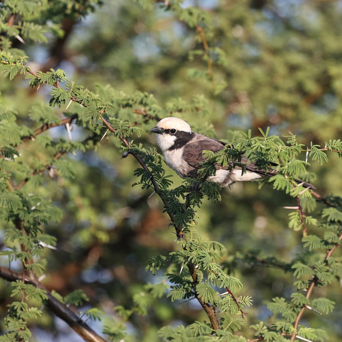White-rumped Shrike - ML644691681
