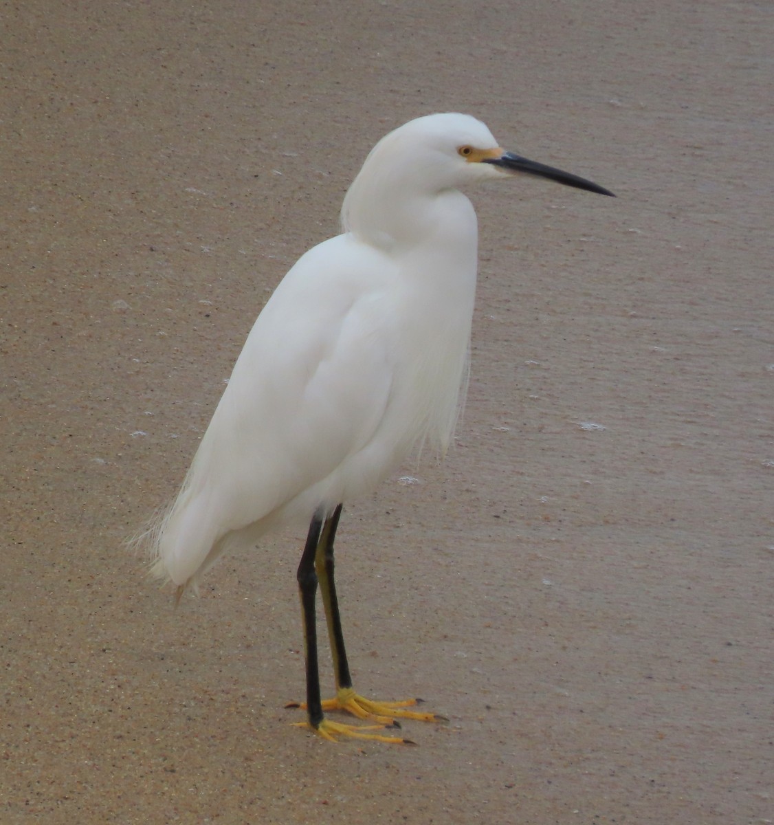 Snowy Egret - ML644691683