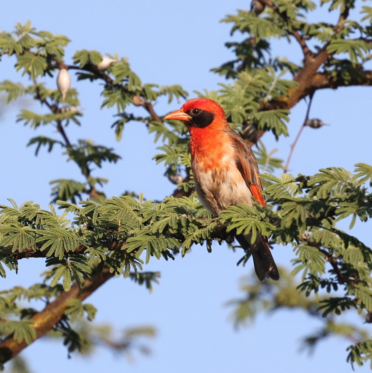 Red-headed Weaver - ML644691686