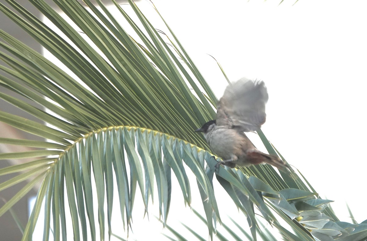 Bulbul Ventridorado - ML644691689