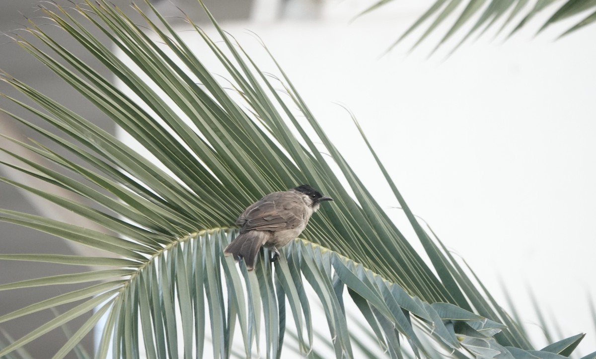 Bulbul Ventridorado - ML644691690