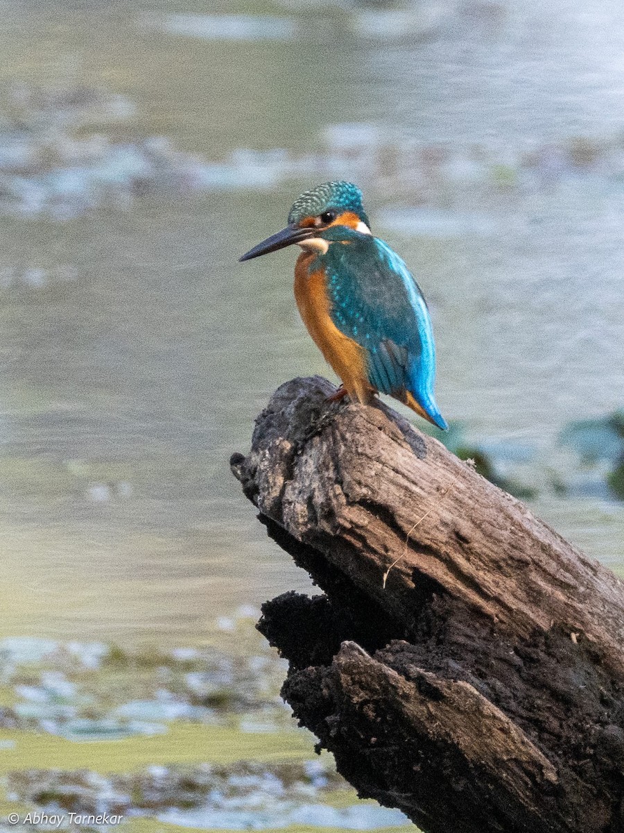 Yalıçapkını - ML644691691