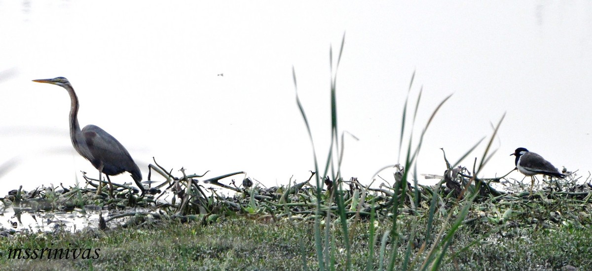 purpurhegre - ML644691696