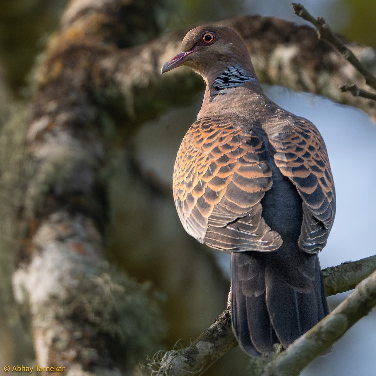 Büyük Üveyik - ML644691698