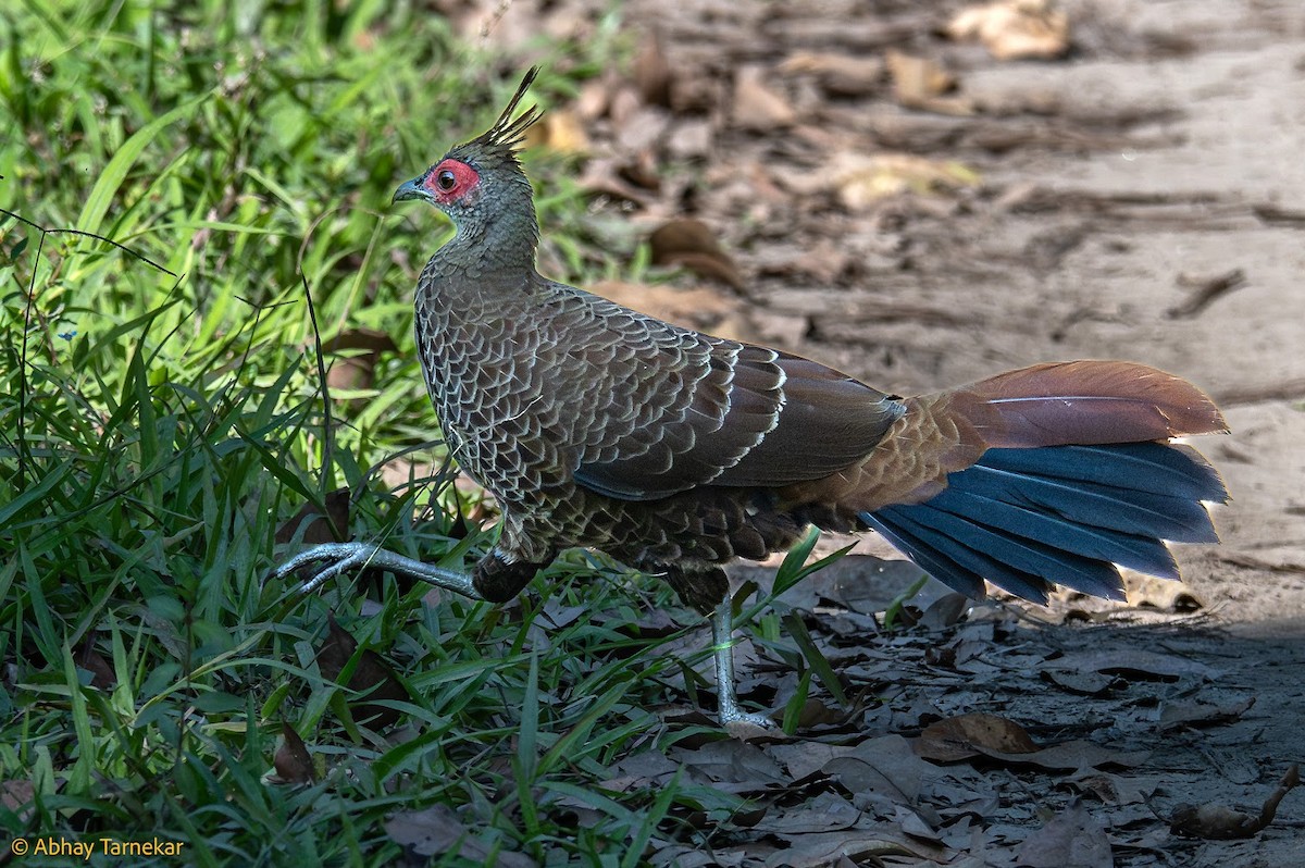 Kalij Sülünü - ML644691700