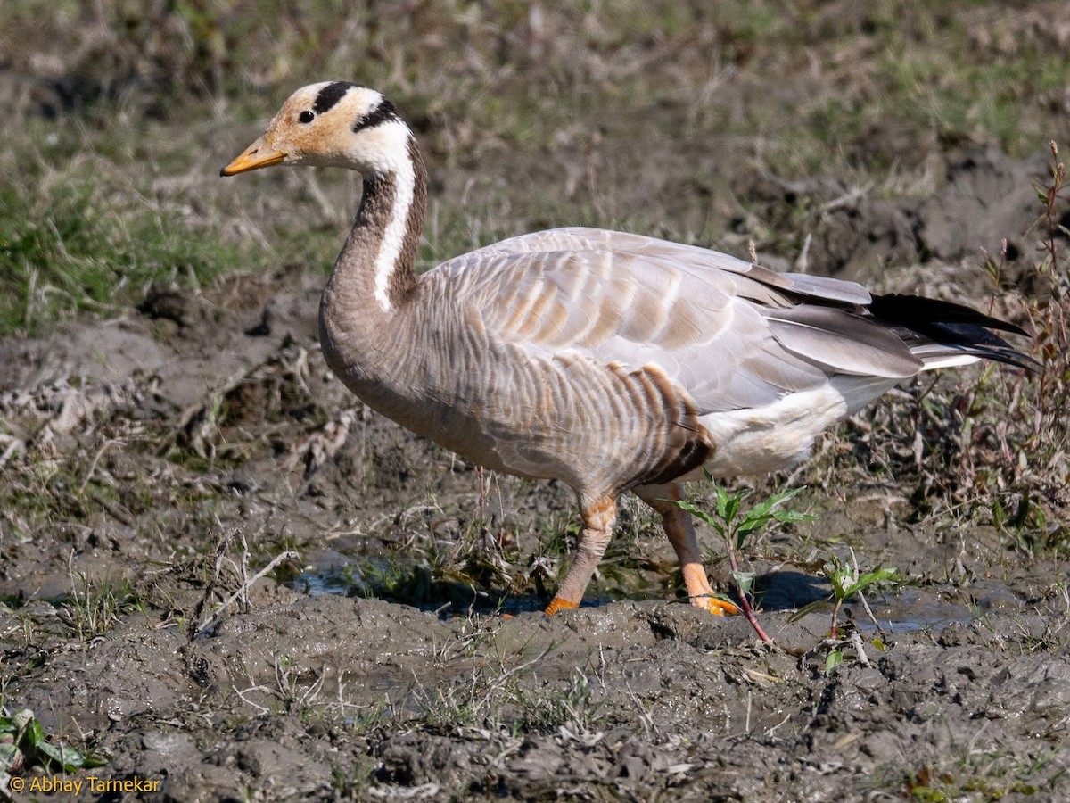 Hint Kazı - ML644691701