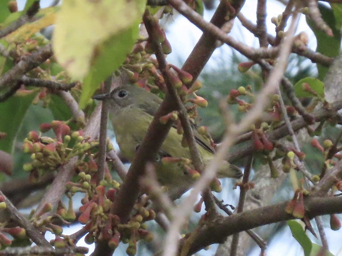 Fire-breasted Flowerpecker - ML644691708