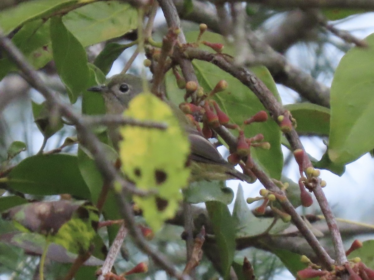 Fire-breasted Flowerpecker - ML644691709