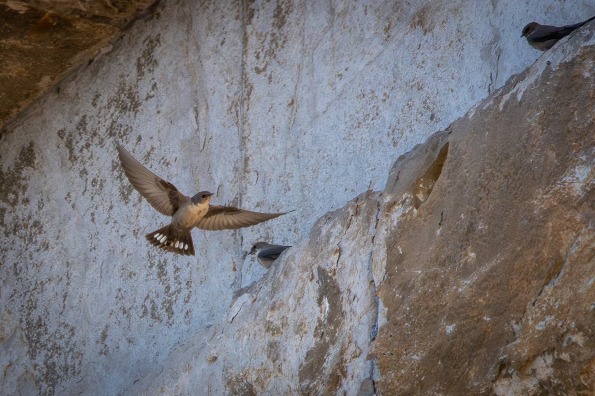 Hirondelle de rochers - ML644691710