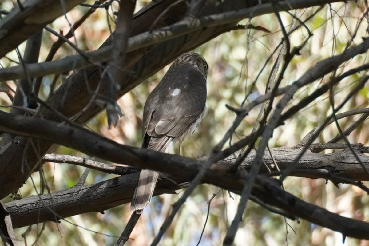 Eckschwanzsperber - ML644691711